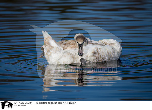 mute swan / AVD-05384
