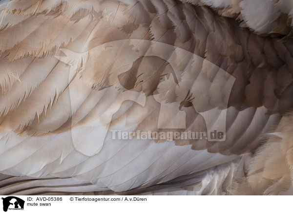 mute swan / AVD-05386