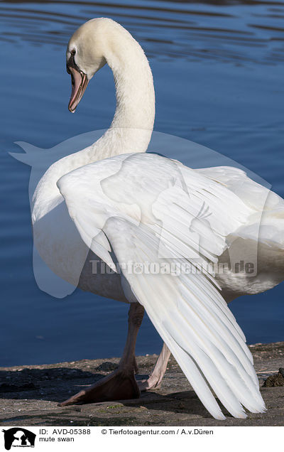 mute swan / AVD-05388