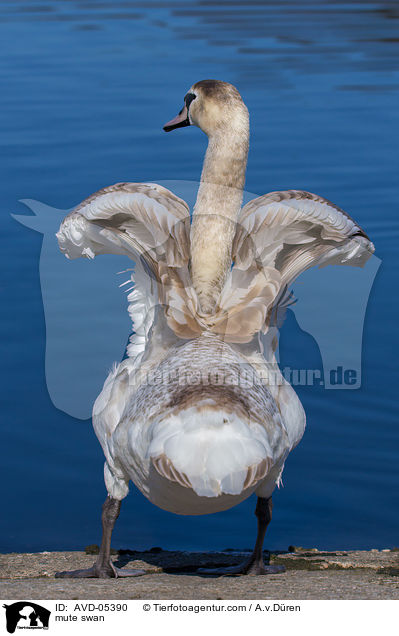 mute swan / AVD-05390