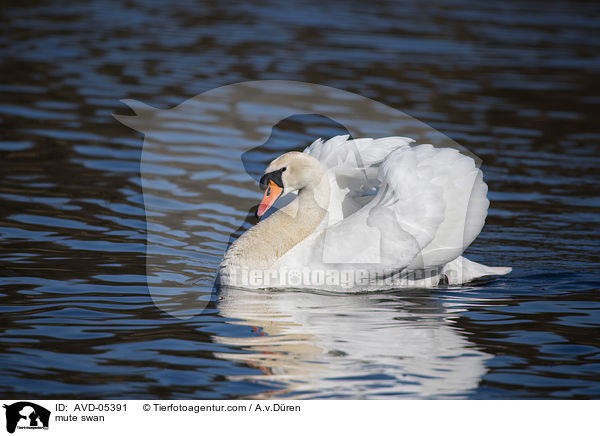mute swan / AVD-05391