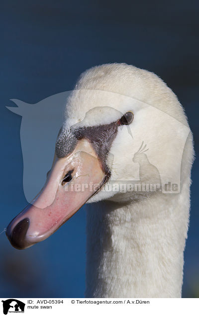 mute swan / AVD-05394