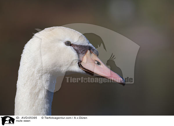 mute swan / AVD-05395