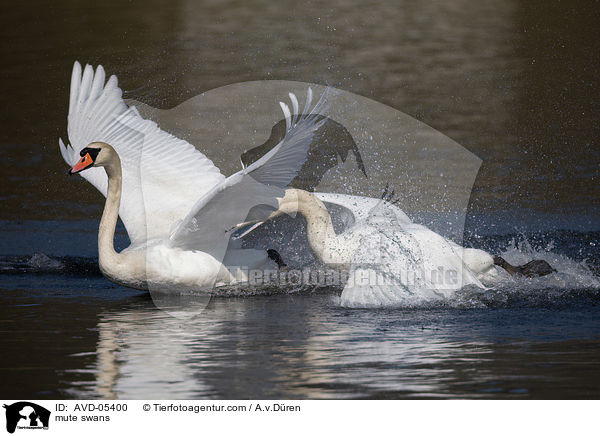 Hckerschwne / mute swans / AVD-05400