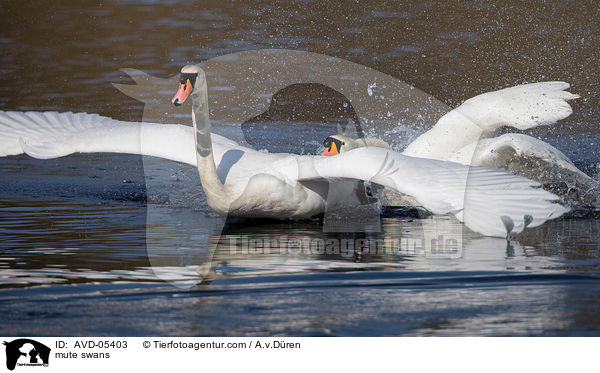 mute swans / AVD-05403