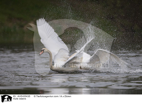 mute swans / AVD-05435
