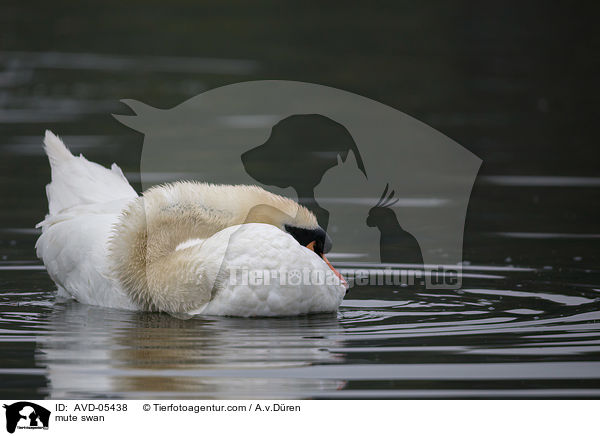 Hckerschwan / mute swan / AVD-05438