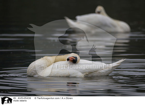 mute swans / AVD-05439