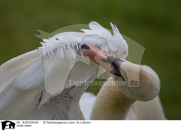 mute swan / AVD-05440