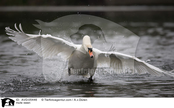 mute swan / AVD-05446
