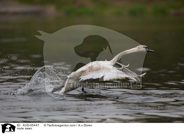 mute swan / AVD-05447