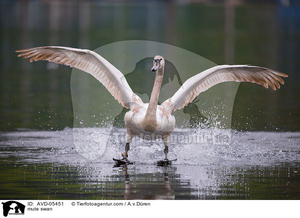 mute swan / AVD-05451