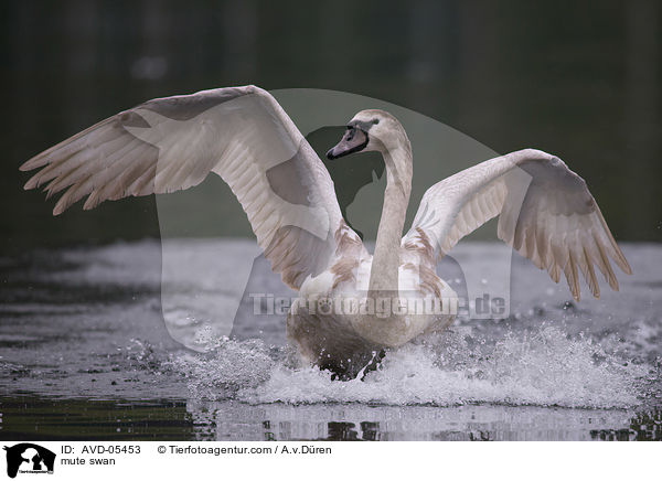 mute swan / AVD-05453