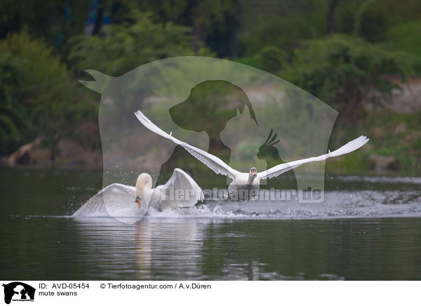 Hckerschwne / mute swans / AVD-05454