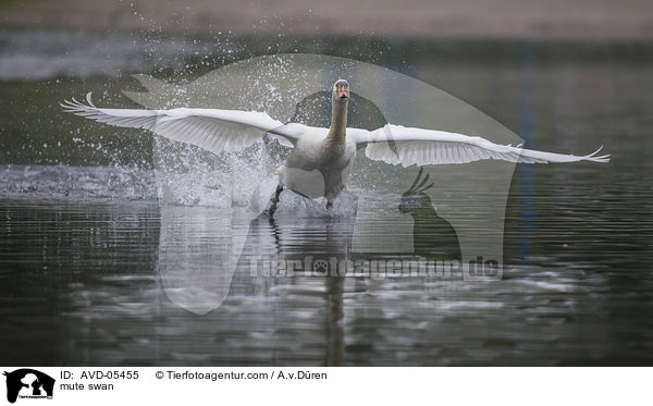mute swan / AVD-05455