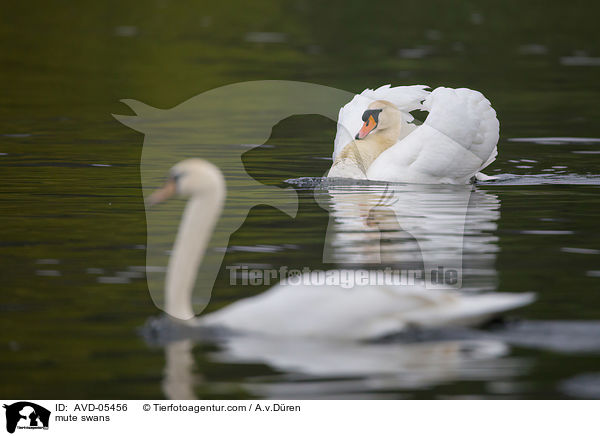 Hckerschwne / mute swans / AVD-05456