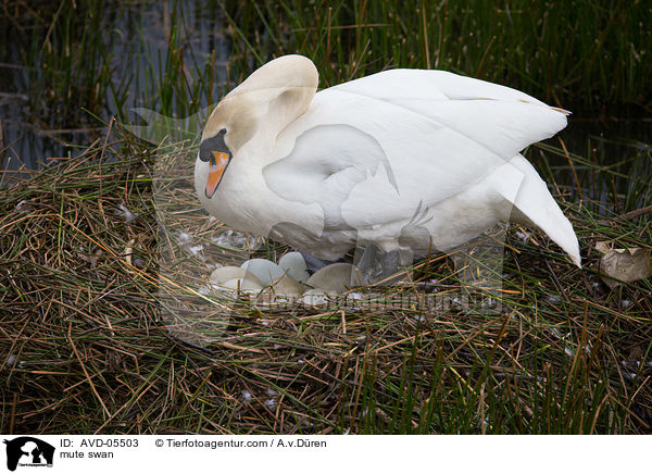 mute swan / AVD-05503
