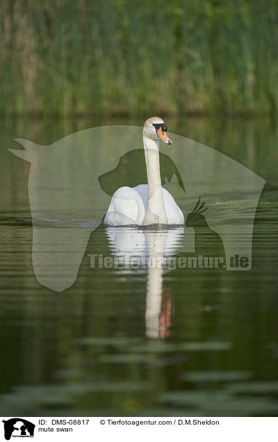 mute swan / DMS-08817