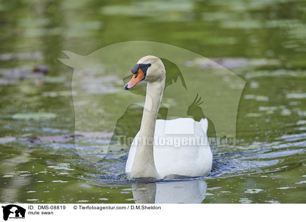 mute swan / DMS-08819