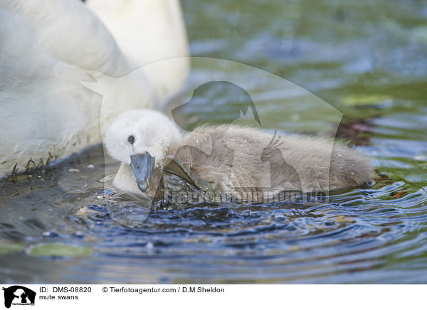 mute swans / DMS-08820