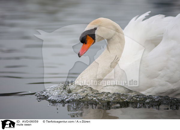 mute swan / AVD-06059