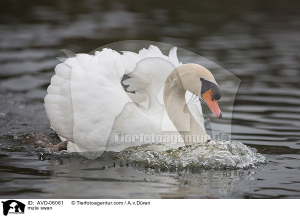 mute swan / AVD-06061