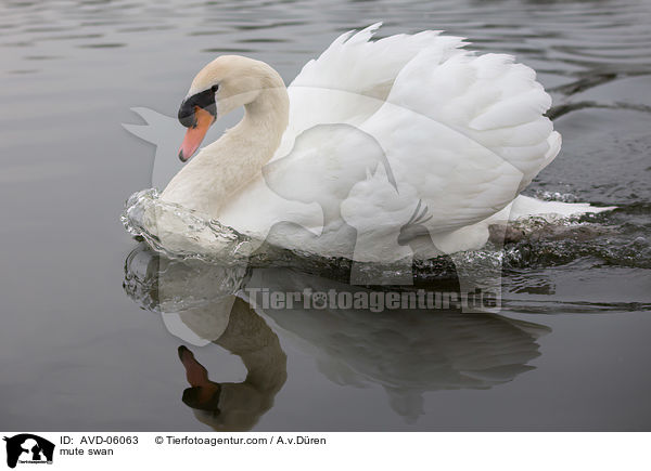mute swan / AVD-06063