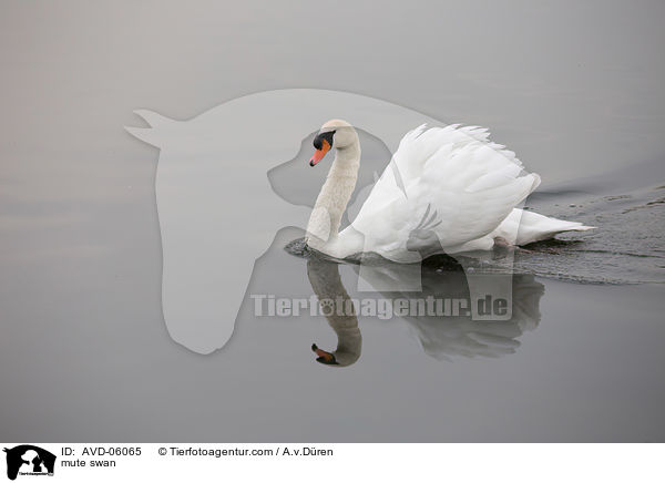 mute swan / AVD-06065