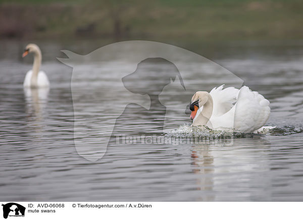 mute swans / AVD-06068