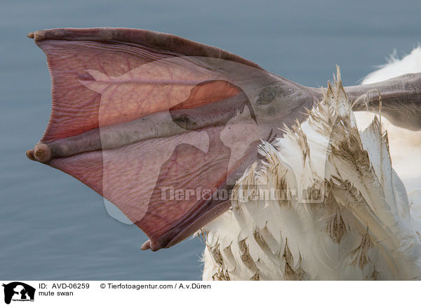 Hckerschwan / mute swan / AVD-06259