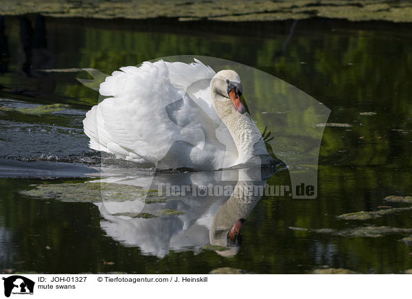 mute swans / JOH-01327
