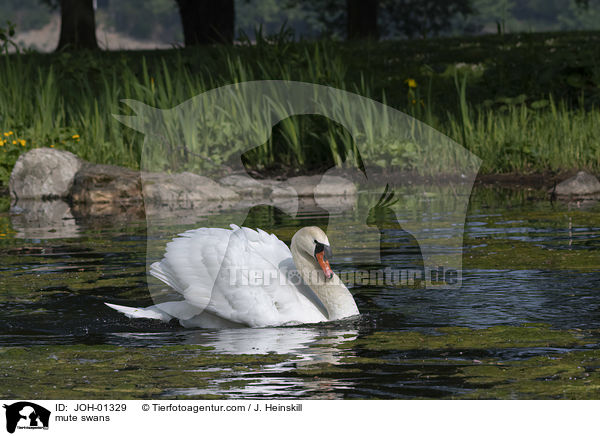 mute swans / JOH-01329