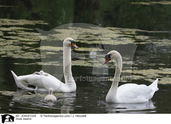 mute swans / JOH-01334