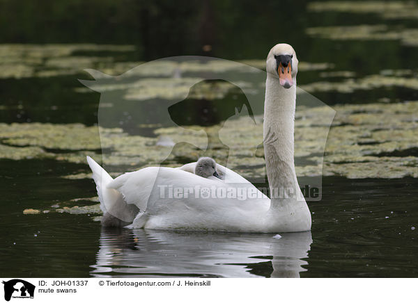 mute swans / JOH-01337