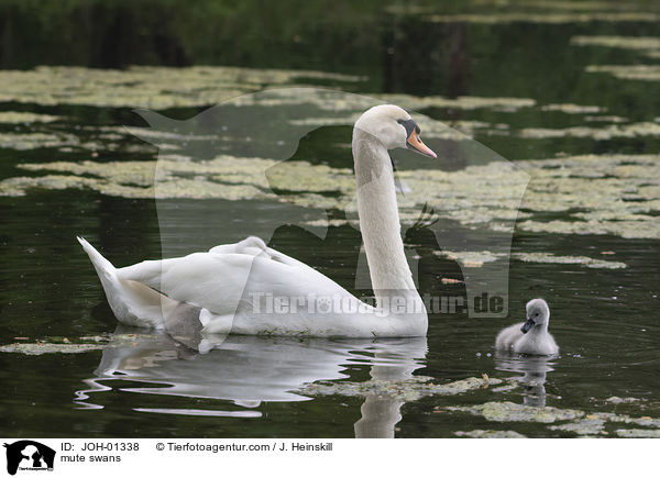 mute swans / JOH-01338