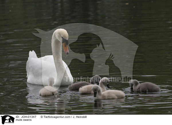 mute swans / JOH-01347