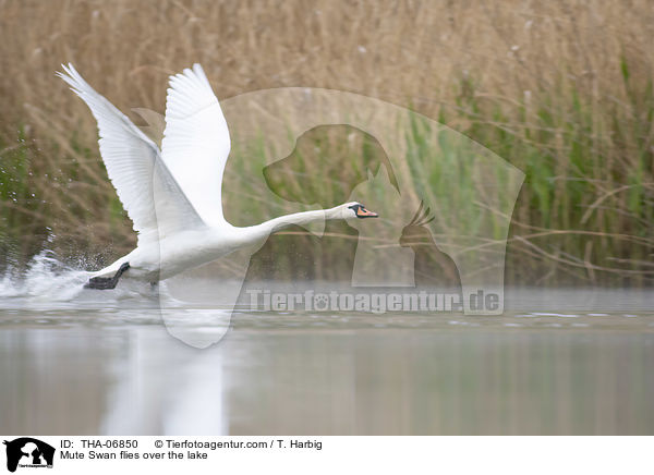 Mute Swan flies over the lake / THA-06850