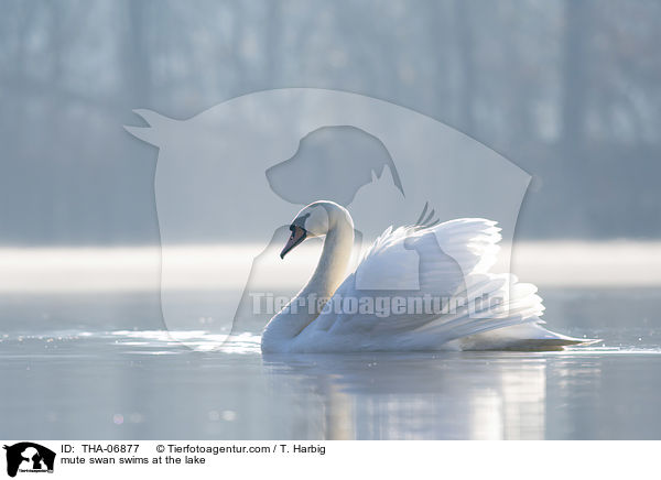 mute swan swims at the lake / THA-06877