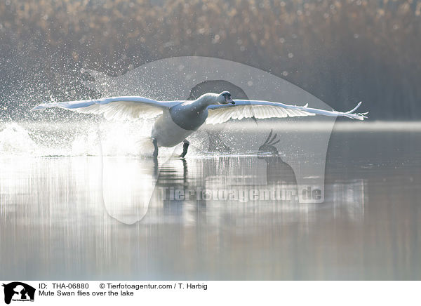 Mute Swan flies over the lake / THA-06880