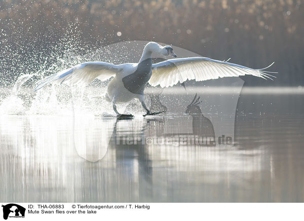 Mute Swan flies over the lake / THA-06883