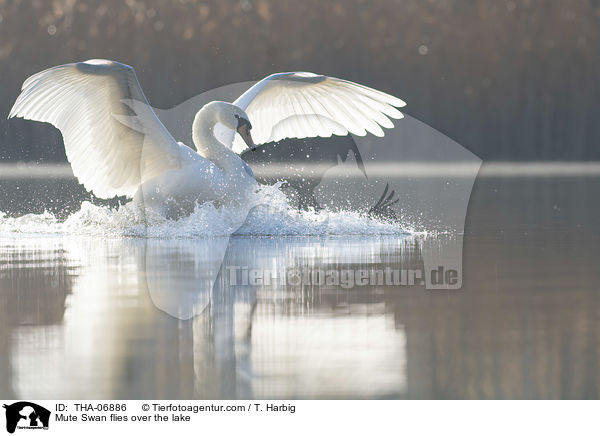 Mute Swan flies over the lake / THA-06886