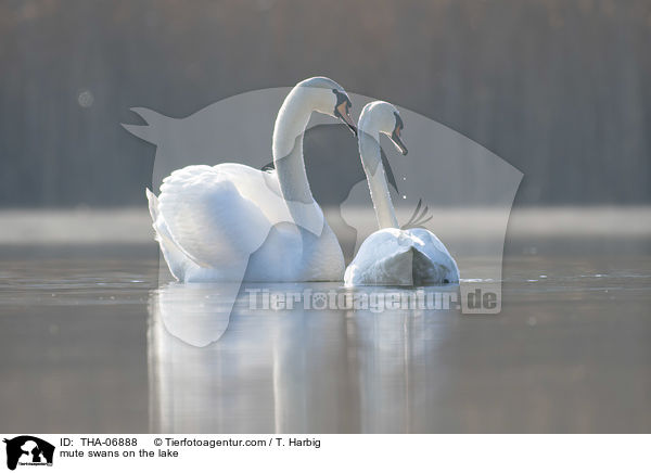 mute swans on the lake / THA-06888