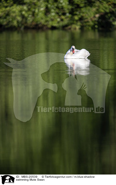 swimming Mute Swan / MBS-20539