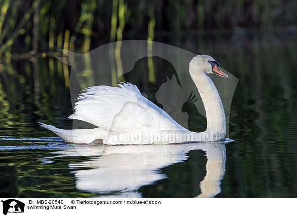 swimming Mute Swan / MBS-20540