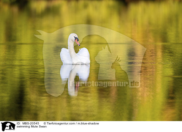 swimming Mute Swan / MBS-20545
