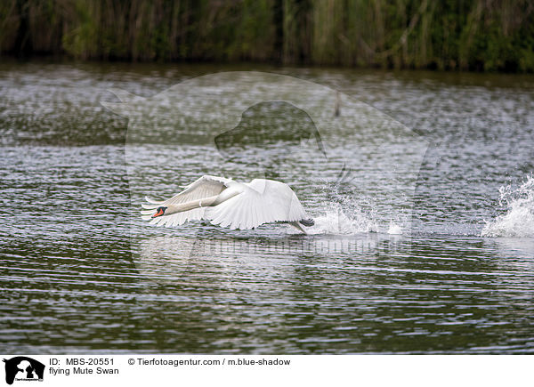 flying Mute Swan / MBS-20551