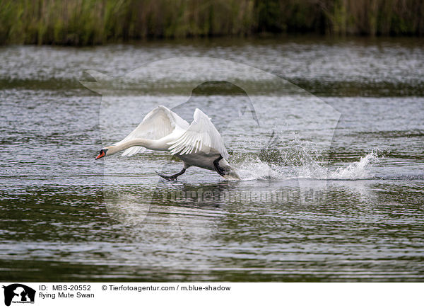fliegender Hckerschwan / flying Mute Swan / MBS-20552