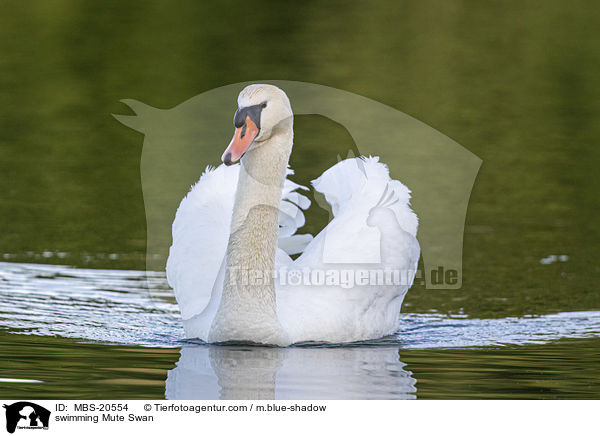 swimming Mute Swan / MBS-20554