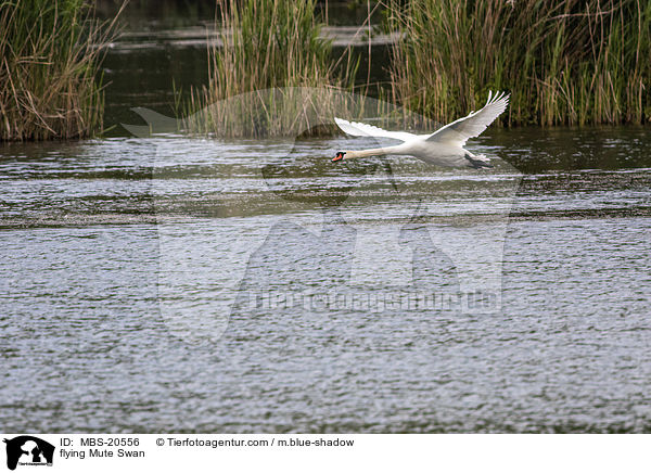 flying Mute Swan / MBS-20556