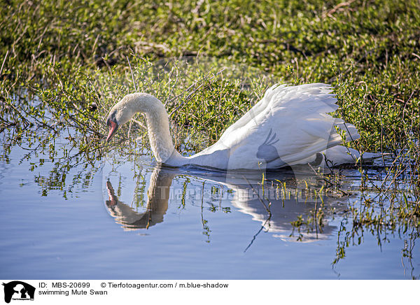 schwimmender Hckerschwan / swimming Mute Swan / MBS-20699